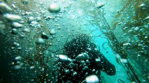 Scuba Diver in Underwater Forest Stock Footage 129115875