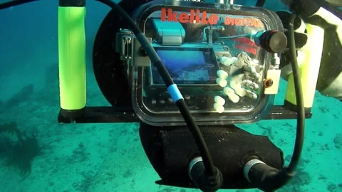 Scuba Diver Uses Underwater Camera to Capture Sea Life Video stock 321061803