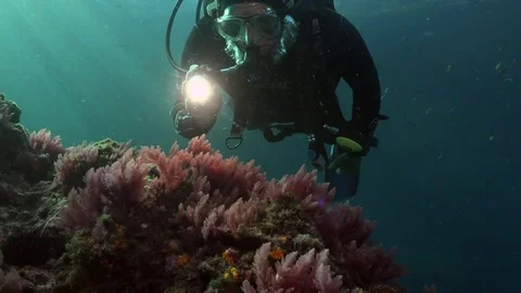 Scuba diver using dive light to look at coral Stock Footage 70825926
