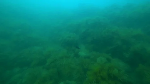 Scuba diver with video camera Stock Footage 99410723