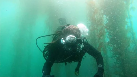 Scuba Diverman Explores in Kelp Forest Stock Footage 129222830