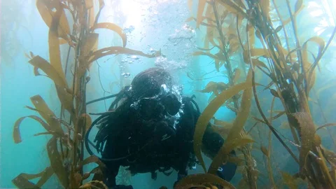 Scuba Diverman in Kelp Forest Stock Footage 129223684