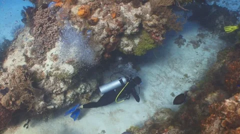 Scuba divers (from above) 库存影片 8761606