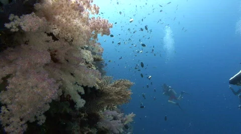 SCUBA divers and corals Stock Footage