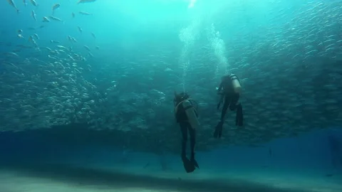 Scuba Divers and Jacks Stock Footage 157991197