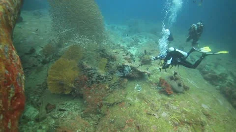 Scuba divers and school of fish Stock Footage 11976687