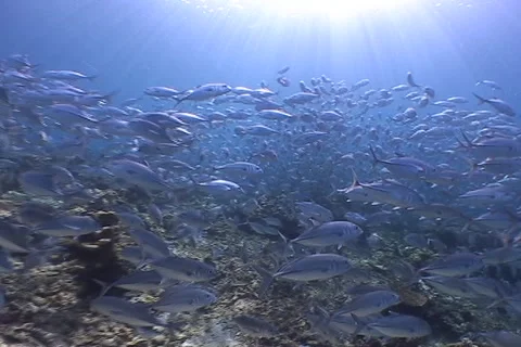 Scuba Divers and a school of Jacksfish Stock Footage 1807744