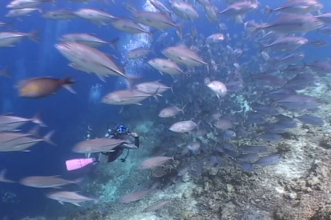 Scuba Divers and a school of Jacksfish Stock Footage 1996258