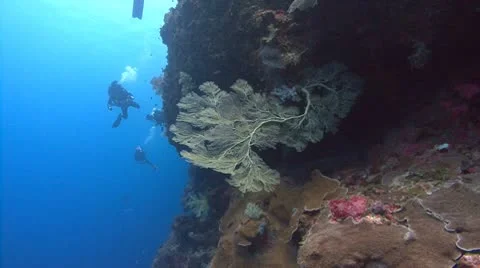 SCUBA divers and sea fan Stock Footage