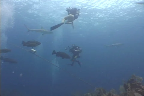 Scuba Divers and Sharks 库存影片 676466