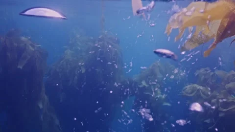 Scuba divers' bubbles ascend to surface in kelp forest Stock Footage 336752233