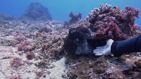 Scuba Diver's Cautious Approach to a Camouflaged Octopus Stock Footage 341574424