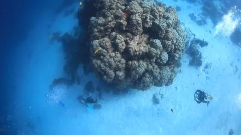 Scuba divers coral reef explore discover Stock Footage 108483172