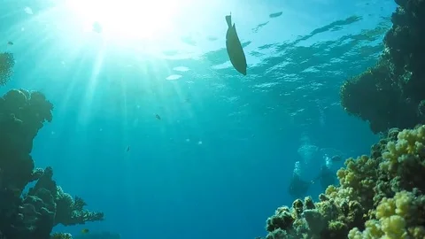 Scuba divers at the coral reef Stock Footage 84300510
