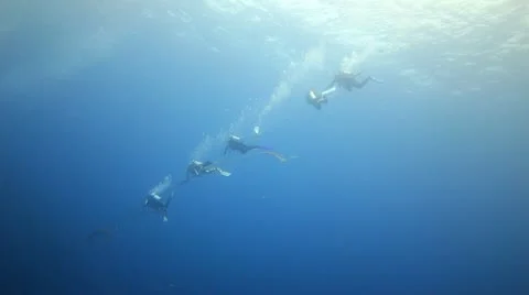 Scuba divers descending on line Stock Footage 10800319
