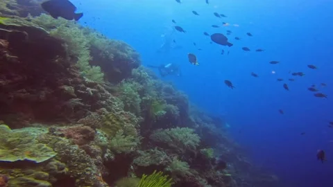Scuba divers diving under the deep blue sea full of corals and fishes in the Stock Footage 223112256