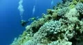Scuba divers drift in current close to coral reef HD Footage