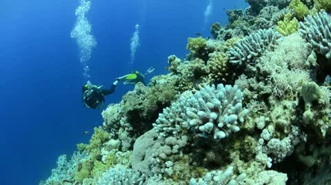 Scuba divers drift in current close to coral reef Stock Footage 9427789