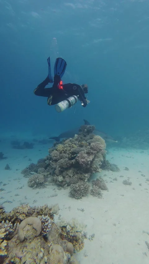 Scuba divers encounter a curious dolphin swimming over a sandy seabed 動画素材 341500834
