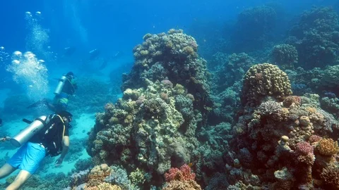 Scuba Divers explore exotic coral reefs of Egypt's Red Sea Stock Footage 89012684
