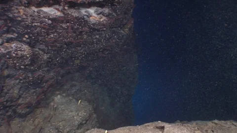 Scuba divers exploring caves shrimp school underwater Stock Footage 101218674