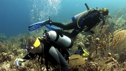 Scuba divers exploring fascinating ecosystem of coral reef. Stock Footage 263829408