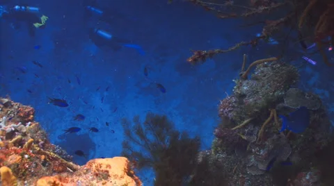 Scuba divers exploring reef Видео 5631839