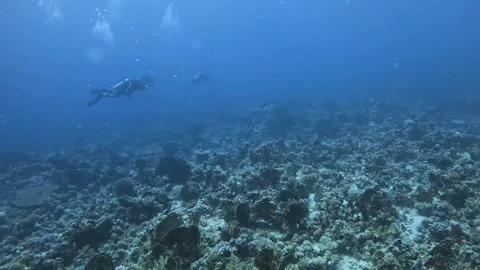 Scuba Divers Exploring Reef Stock Footage 280431721