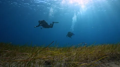 Scuba Divers Exploring Seagrass Meadow in Clear Blue Water 스톡 동영상 333843519