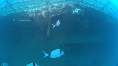 SCUBA divers exploring  the shipwreck Zenobia, underwater, Cyprus Stock Footage 82755104
