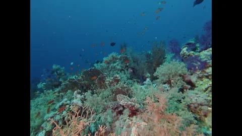 Scuba divers exploring a vibrant coral reef teeming with colorful fish and soft Stock Footage 335817893