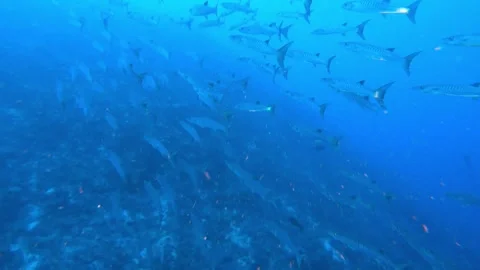 Scuba divers find themselves surrounded by thousands of barracuda Stockbeeldmateriaal 272598557
