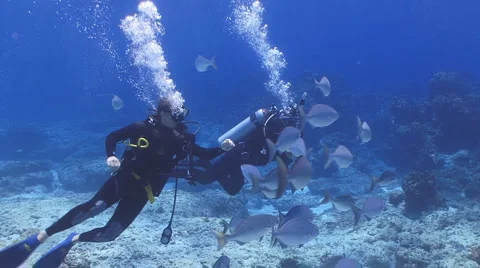 Scuba divers with fish school Stockbeeldmateriaal 3901259