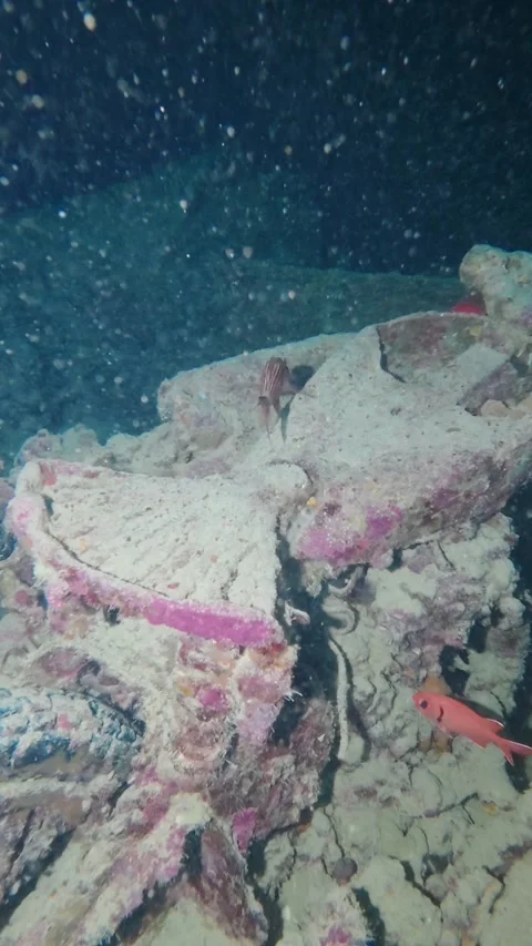 Scuba diver's flashlight illuminates a sunken shipwreck encrusted with corals Video stock 341500880