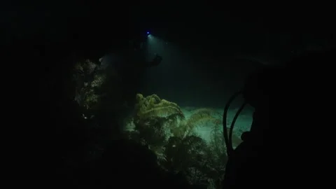 Scuba Divers’ Flashlights Illuminating the Dark Belizean Waters Stock Footage 306501020