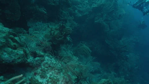 Scuba Divers Floating Beside a Reef Wall in Belize Stock Footage 306496275