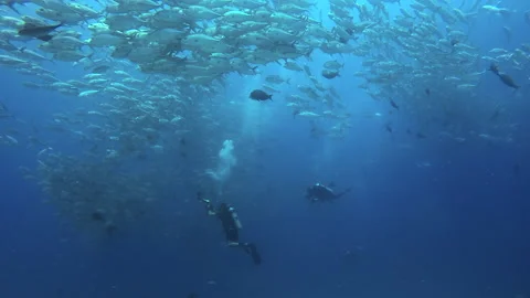 Scuba Divers with Jacks Stock Footage 157990888
