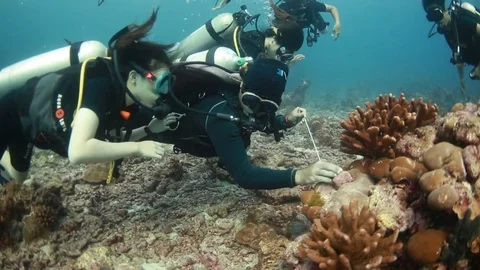 Scuba divers looking at coral reef Stock Footage 77730489