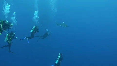 Scuba divers looking at a shark Stock Footage 228265638