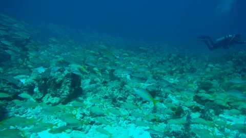 Scuba divers next to a large school of fish near Isla Mujeres. Stock Footage 96468710