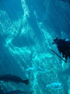Scuba divers Stock Photos