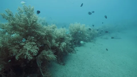 Scuba diver's point of view. Colorful underwater flora and fauna real time shot. Stock Footage 122609960