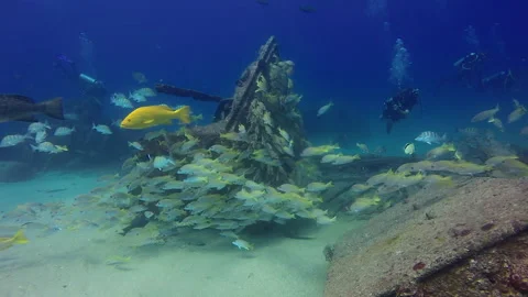 Scuba Divers on a shipwreck Stock Footage 157991381