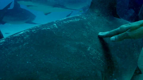 Scuba divers stroking shark on ocean floor in waters off coast of Grand Bahama Stock Footage 149662817