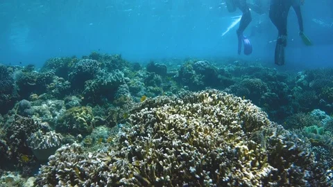 Scuba divers on surface Stock Footage 129643714