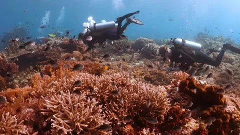 Scuba Divers swim over pristine corals surrounded by fish Video stock 130241719