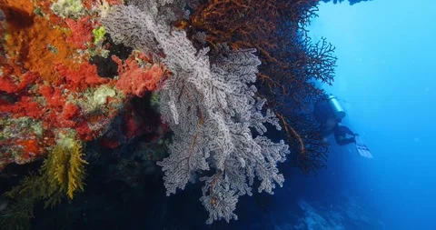 Scuba divers swimming between corals at coral reef Stock Footage 317635634