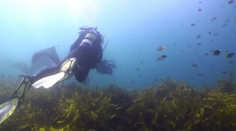 Scuba Diver's Swimming Stock Footage 12663557