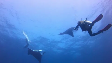 Scuba Divers Swimming with Manta Rays in Blue Ocean Waters Stock Footage 332946682