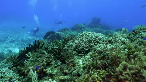 Scuba divers swimming over a beautiful coral reef ecosystem with tropical fish 스톡 동영상 332002804